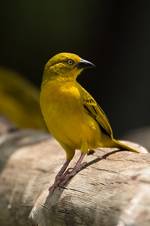 African Golden Weaver - Masai Mara, Kenya