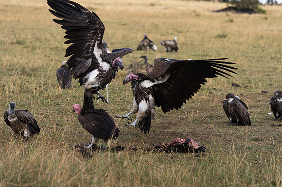Lappet-faced Vultures - Loliondo, Tanzania