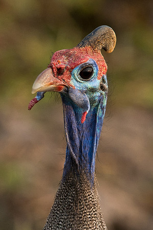 Helmeted Guineafowl - Moremi, Botswana