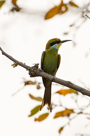 Swallow-tailed Bee-eater - Moremi, Botswana