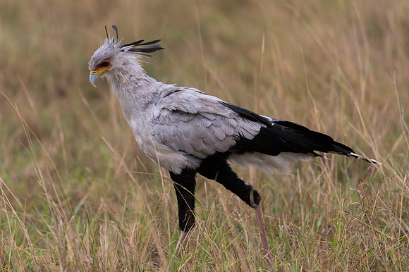 Secretary Bird - Masai Mara, Kenya