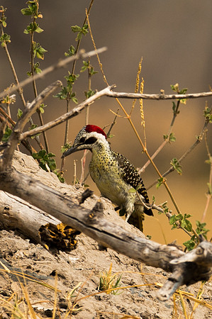 Bearded Woodpecker - Moremi, Botswana