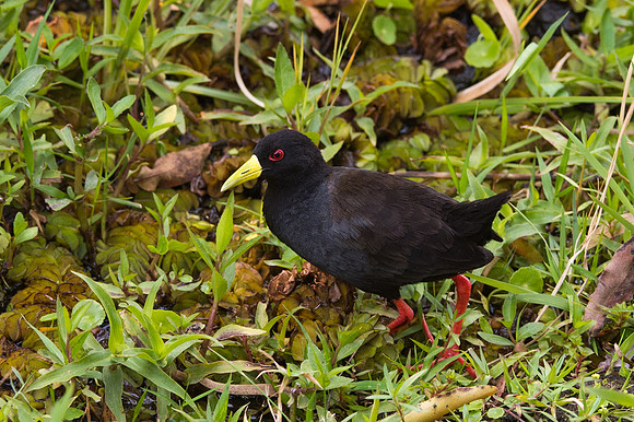 Black Crake - Moremi, Botswana