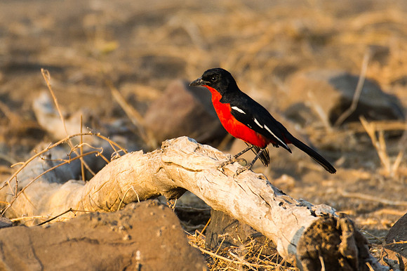 Black-headed Gonolek - Mashatu, Botswana