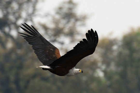 African Fish Eagle - Chobe, Botswana