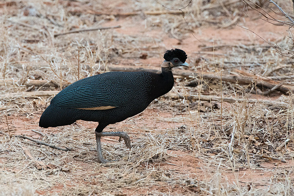 Crested Guineafowl - Zambezi, Zambia