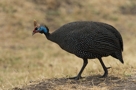 Helmeted Guineafowl - Ngorongoro, Tanzania