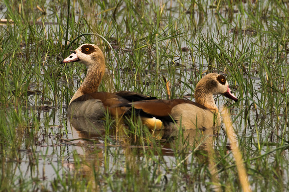 Egyptian Geese - Moremi, Botswana