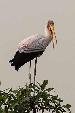 Yellow-billed Stork - Moremi, Botswana