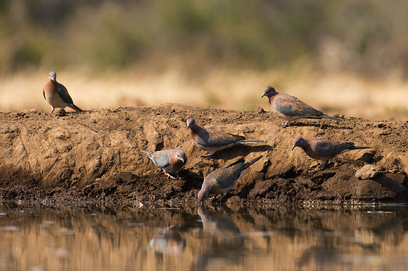 Turtle Doves - Mashatu, Botswana