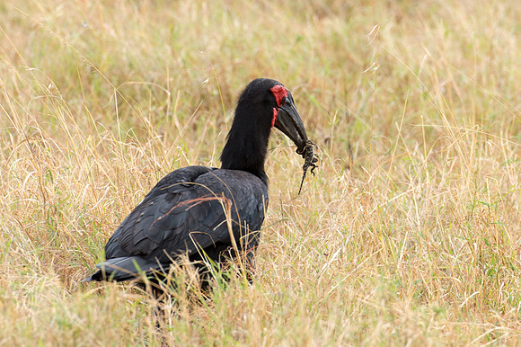 Southern Ground-hornbill - Loliondo, Tanzania