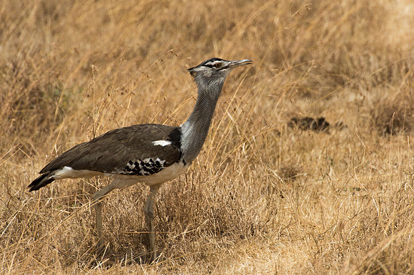 Kori Bustard - Ngorongoro, Tanzania