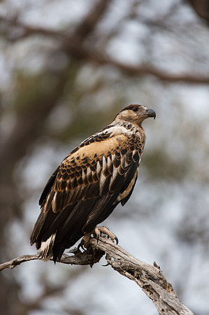 Tawny Eagle - Moremi, Botswana