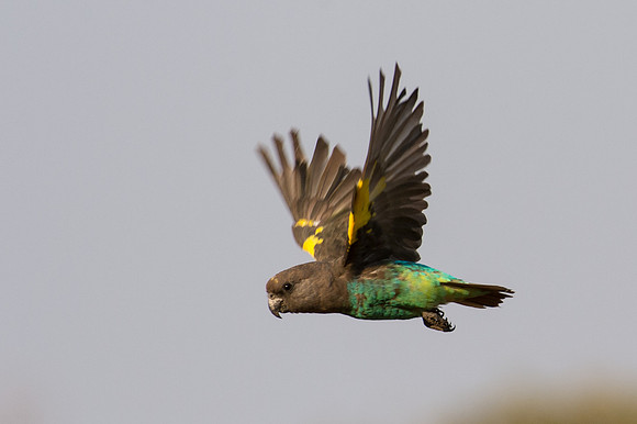 Meyer's Parrot - Mashatu, Botswana