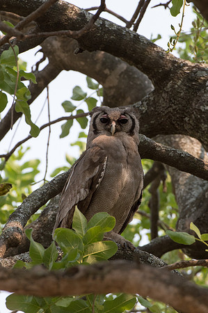 Giant Eagle-Owl - Moremi, Botswana