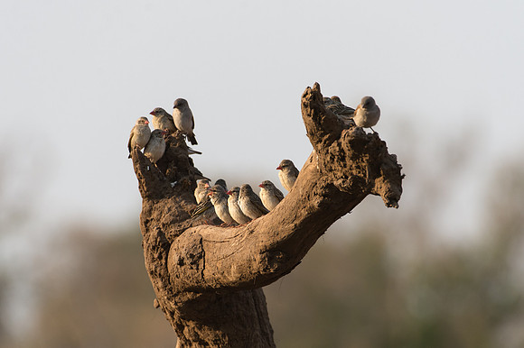Red-billed Quelea - Mashatu, Botswana