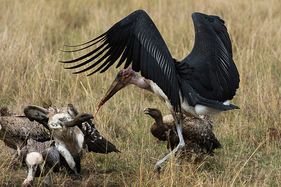 Marabou Stork in a tug-of-war with a Ruppell's Griffon Vulture - Masai Mara, Kenya