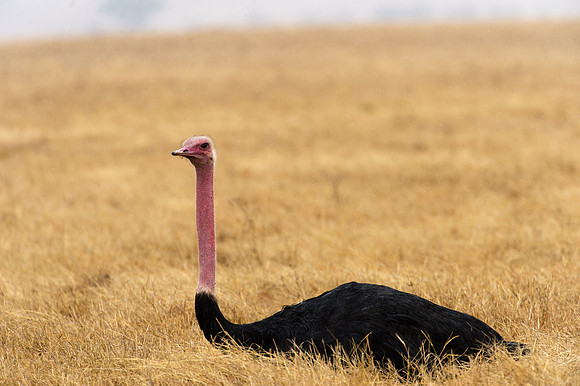 Ostrich (male) - Ngorongoro, Tanzania