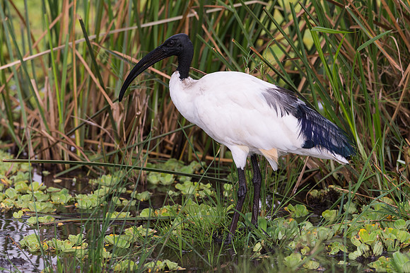 Sacred Ibis - Masai Mara, Kenya