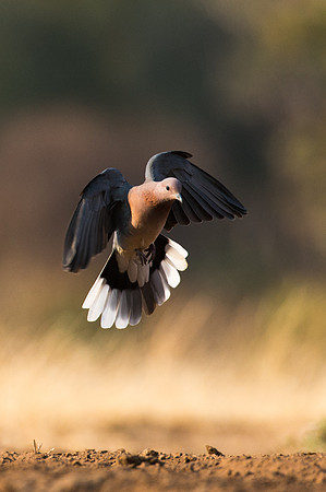 Turtle Dove- Mashatu, Botswana