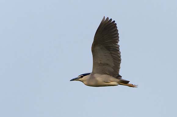 Black-crowned Night-Heron - Moremi, Botswana