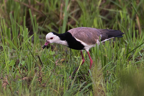 Long-toed Lapwing - Masai Mara, Kenya