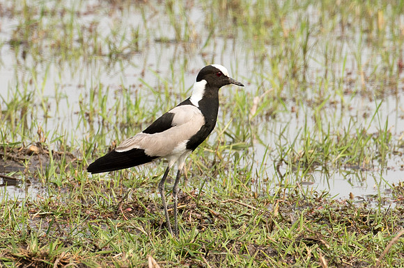 Blacksmith Lapwing - Moremi, Botswana