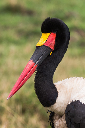 Saddle-billed Stork - Masai Mara, Kenya