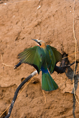 White-fronted Bee-eater - Mashatu, Botswana