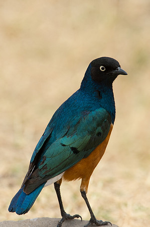 Superb Starling - Ngrongoro, Tanzania