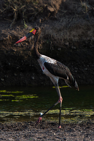 Saddle-billed Stork - Mashatu, Botswana