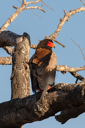 Bateleur Eagle - Mala Mala, South Africa