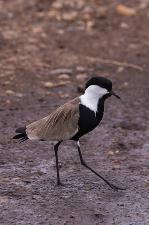 Spur-winged Lapwing - Masai Mara, Kenya