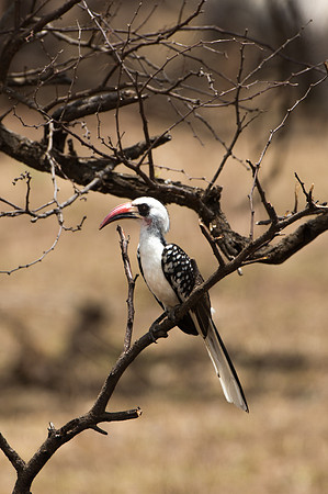 Red-billed Hornbill - Loliondo, Tanzania