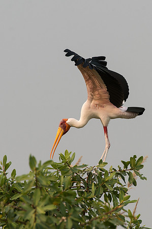 Yellow-billed Stork - Moremi, Botswana