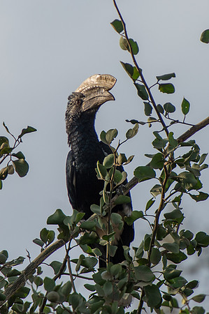 Crowned Hornbill - Lake Manyara, Tanzania