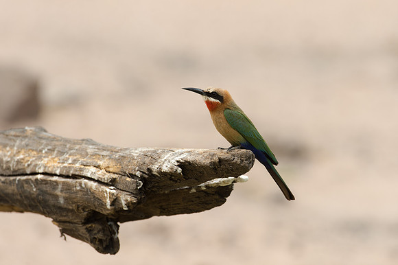 White-fronted Bee-eater - Chobe, Botswana