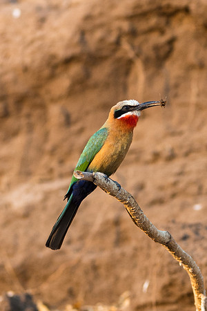 White-fronted Bee-eater - Mashatu, Botswana