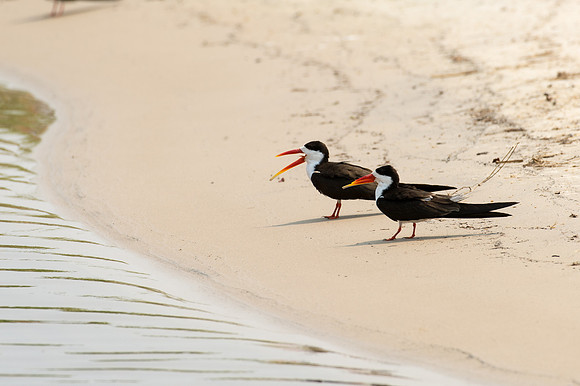 African Skimmers - Chobe, Botswana