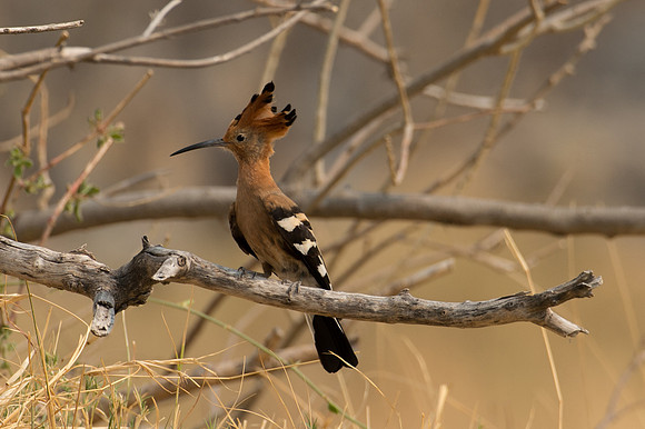 African Hoopoe - Moremi, Botswana