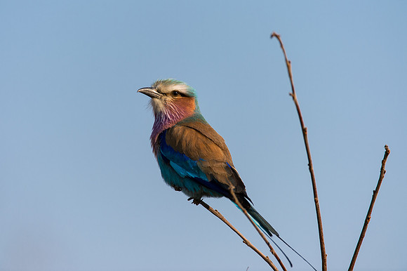 Lilac-breasted Roller - Mala Mala, South Africa