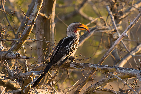 Yellow-billed Hornbill - Mala Mala, South Africa