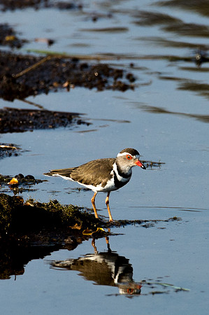Three-Banded Plover - Mashatu, Botswana