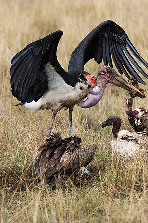 Marabou Stork - Masai Mara, Kenya