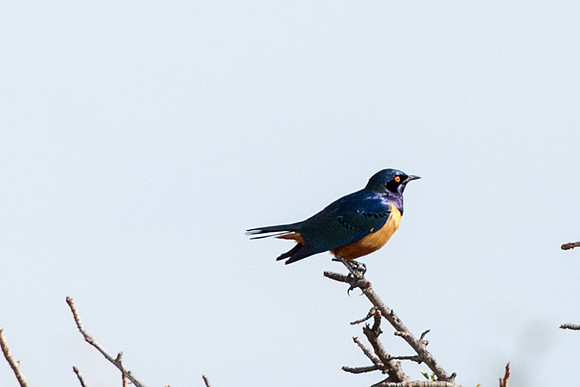 Hildebrandt's Starling - Loliondo, Tanzania