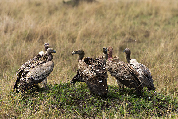 Ruppell's Griffon Vultures - Masai Mara, Kenya