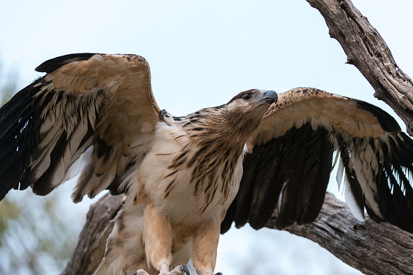 Tawny Eagle - Moremi, Botswana