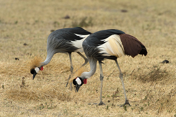 Grey Crowned Cranes- Ngorongoro, Tanzania