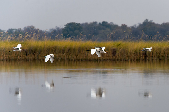 Great Egret - Moremi, Botswana