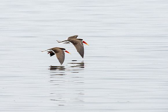 African Skimmers - Chobe, Botswana